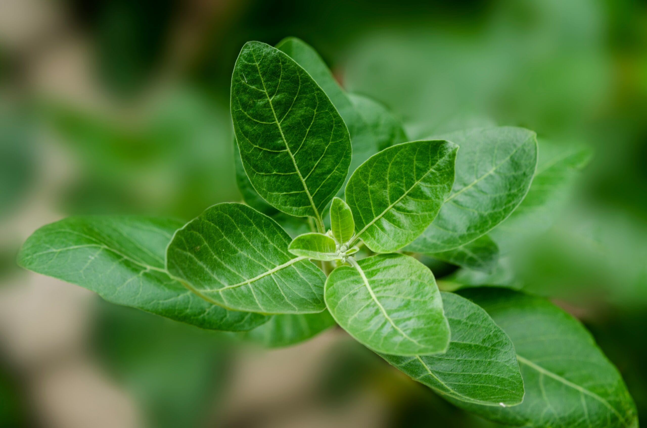 ashwagandha plant used as natural adaptogen